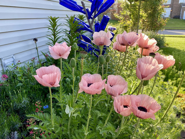 Princess Victoria Louise poppies