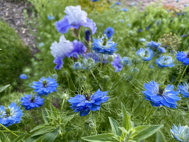 nigella