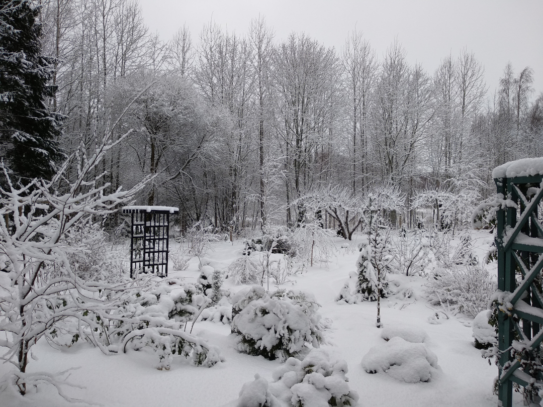 snow covered garden