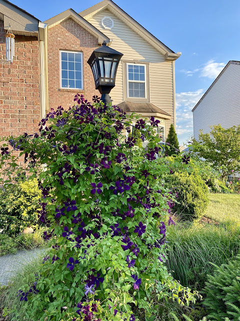 clematis on a lamp post