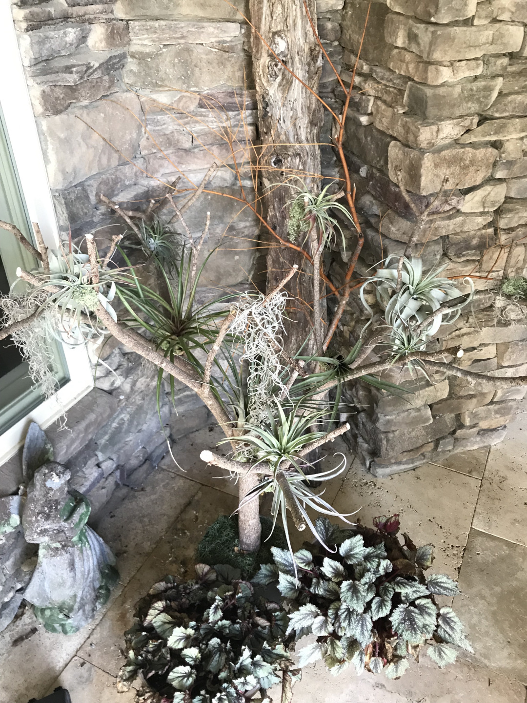 air plants on the branches of an old shrub