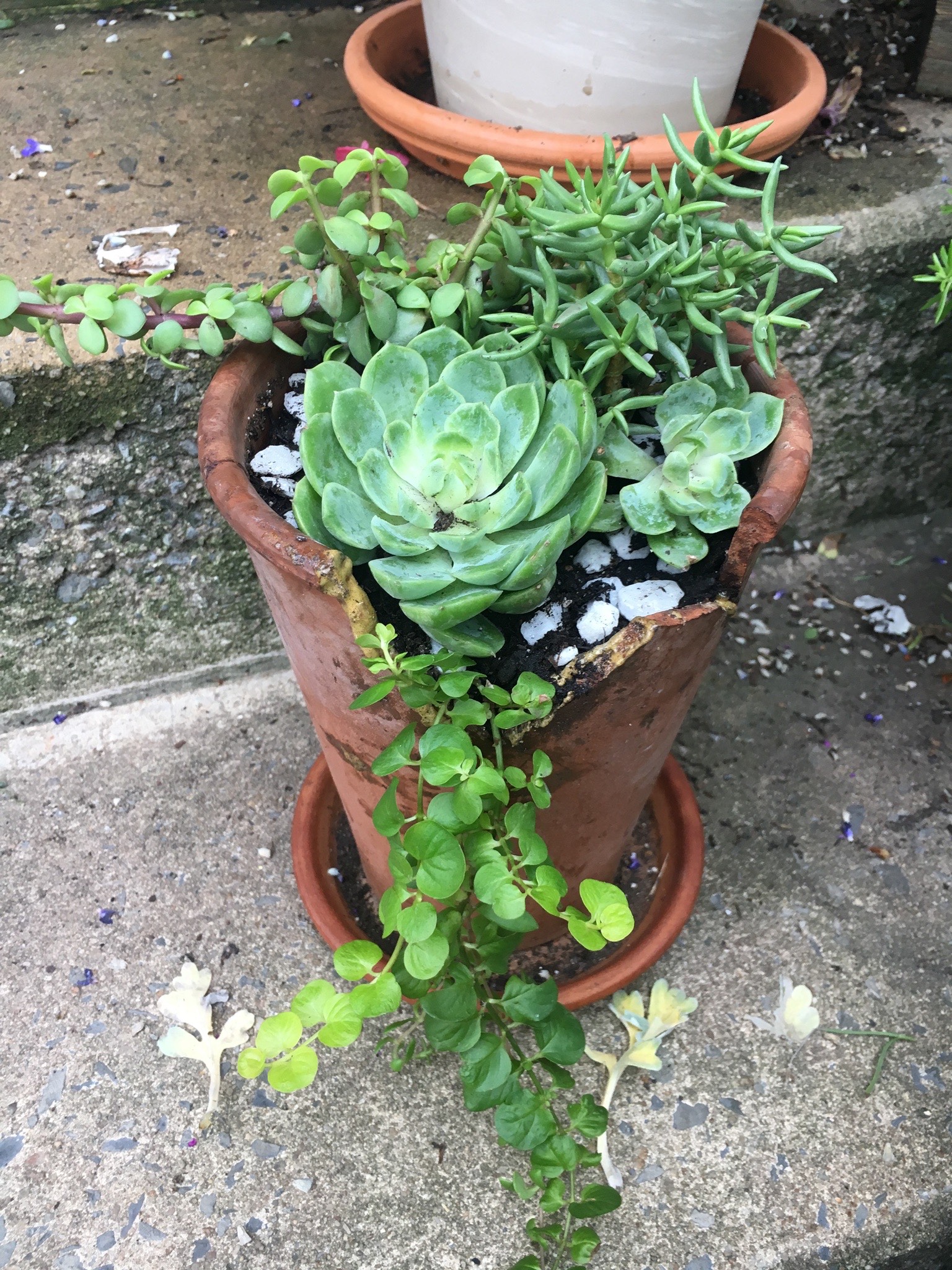 succulents in a broken pot