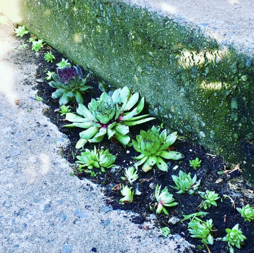 hens-and-chicks in the cracks of cement steps