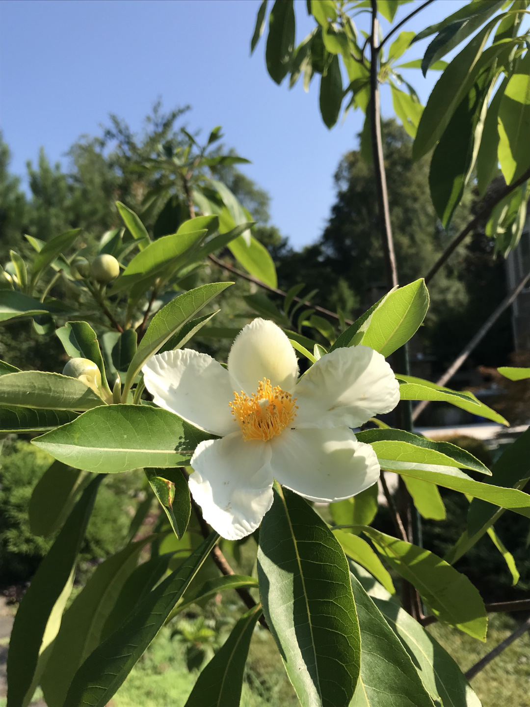 x Gordlinia grandiflora Sweet Tea