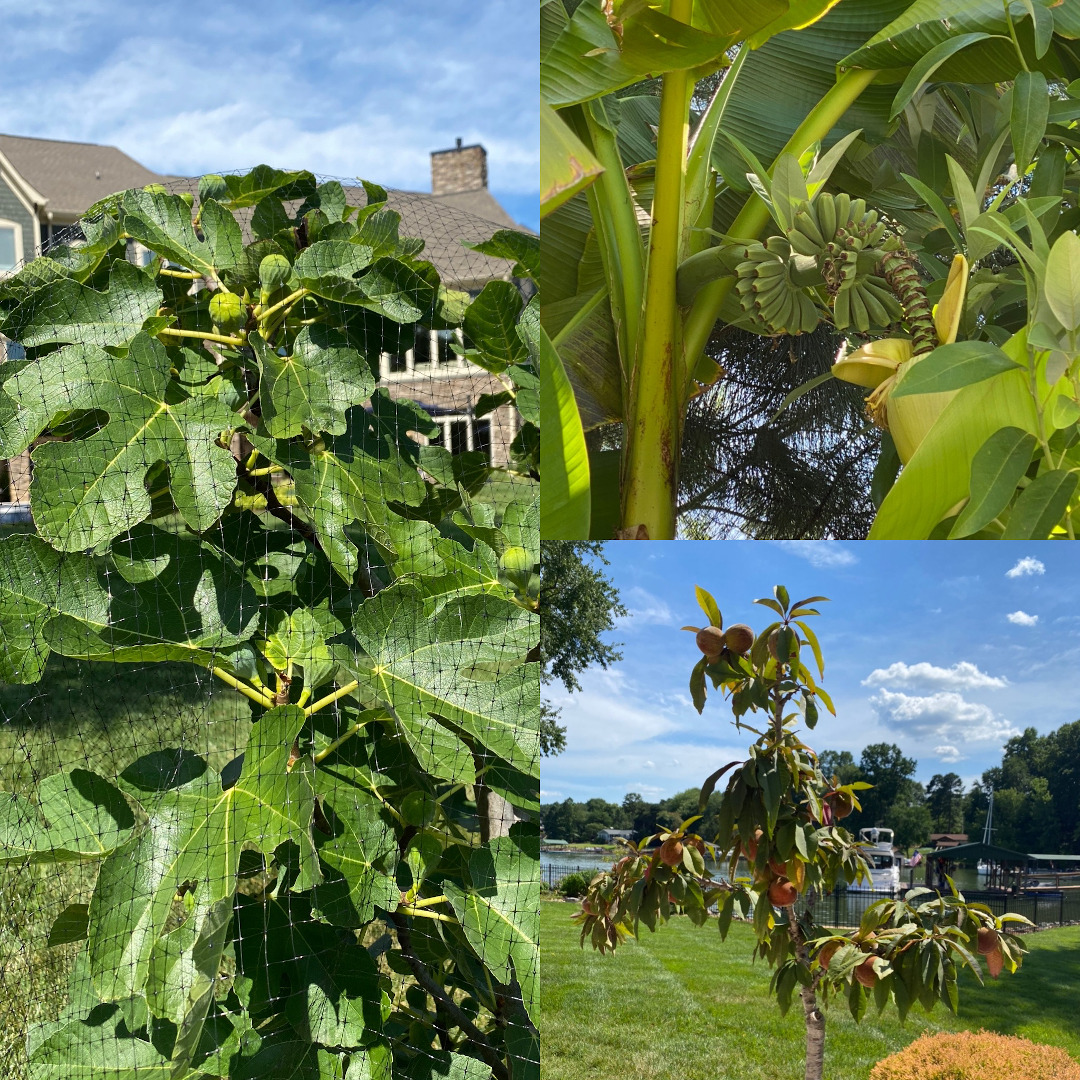 fig banana and peach trees