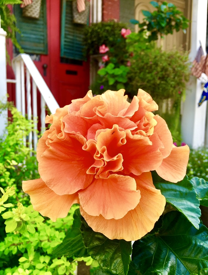 coral braided hibiscus