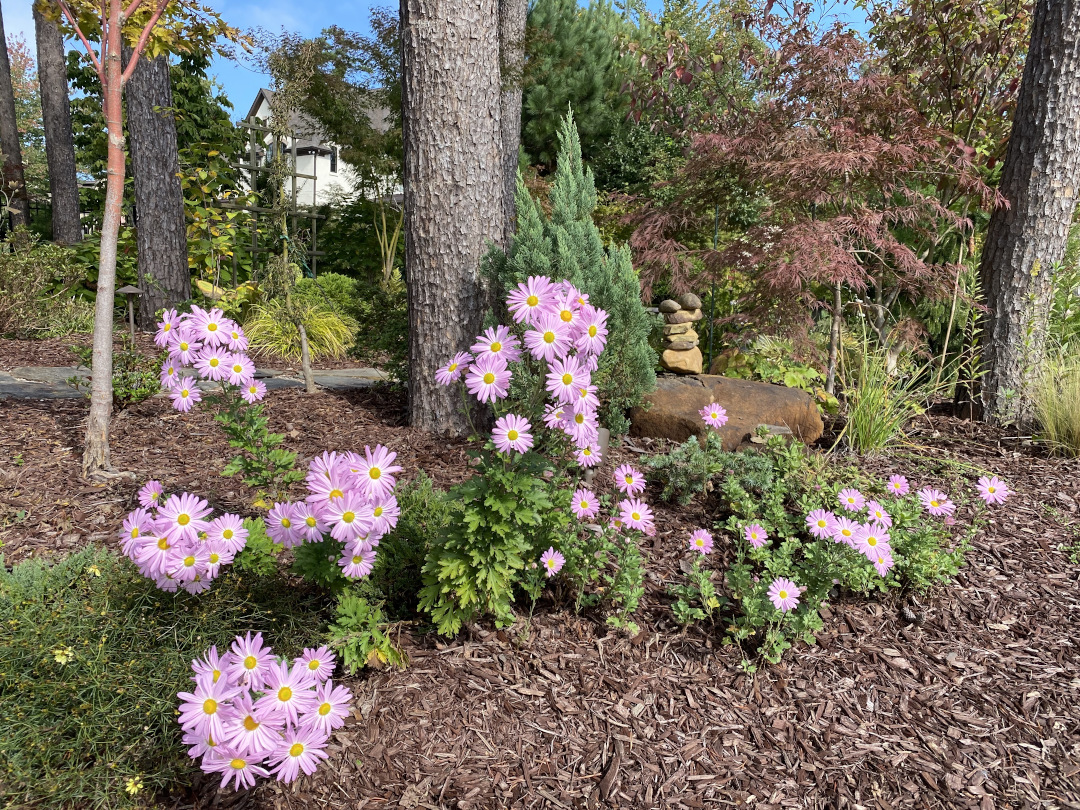 pink chrysanthemums