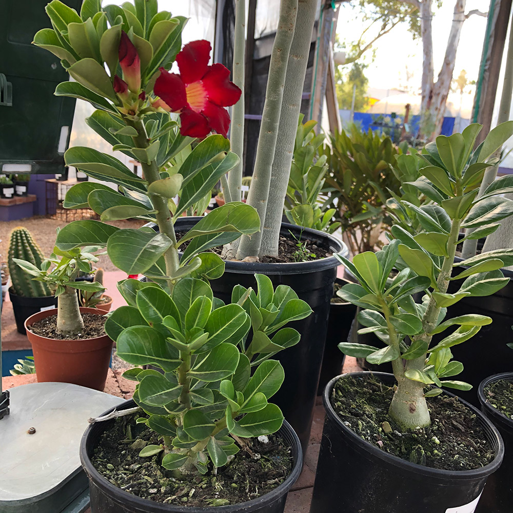 Desert Rose for the Southwest - Fine Gardening