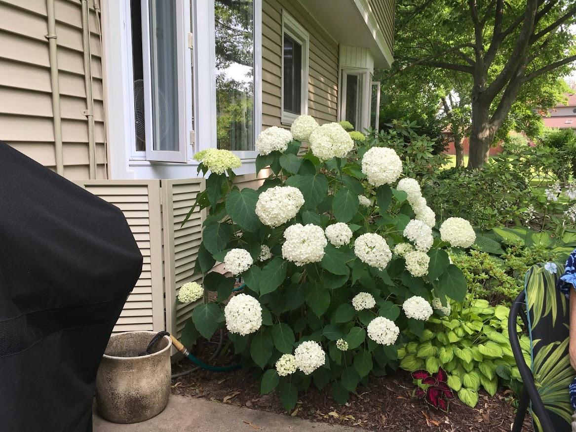 annabelle smooth hydrangea