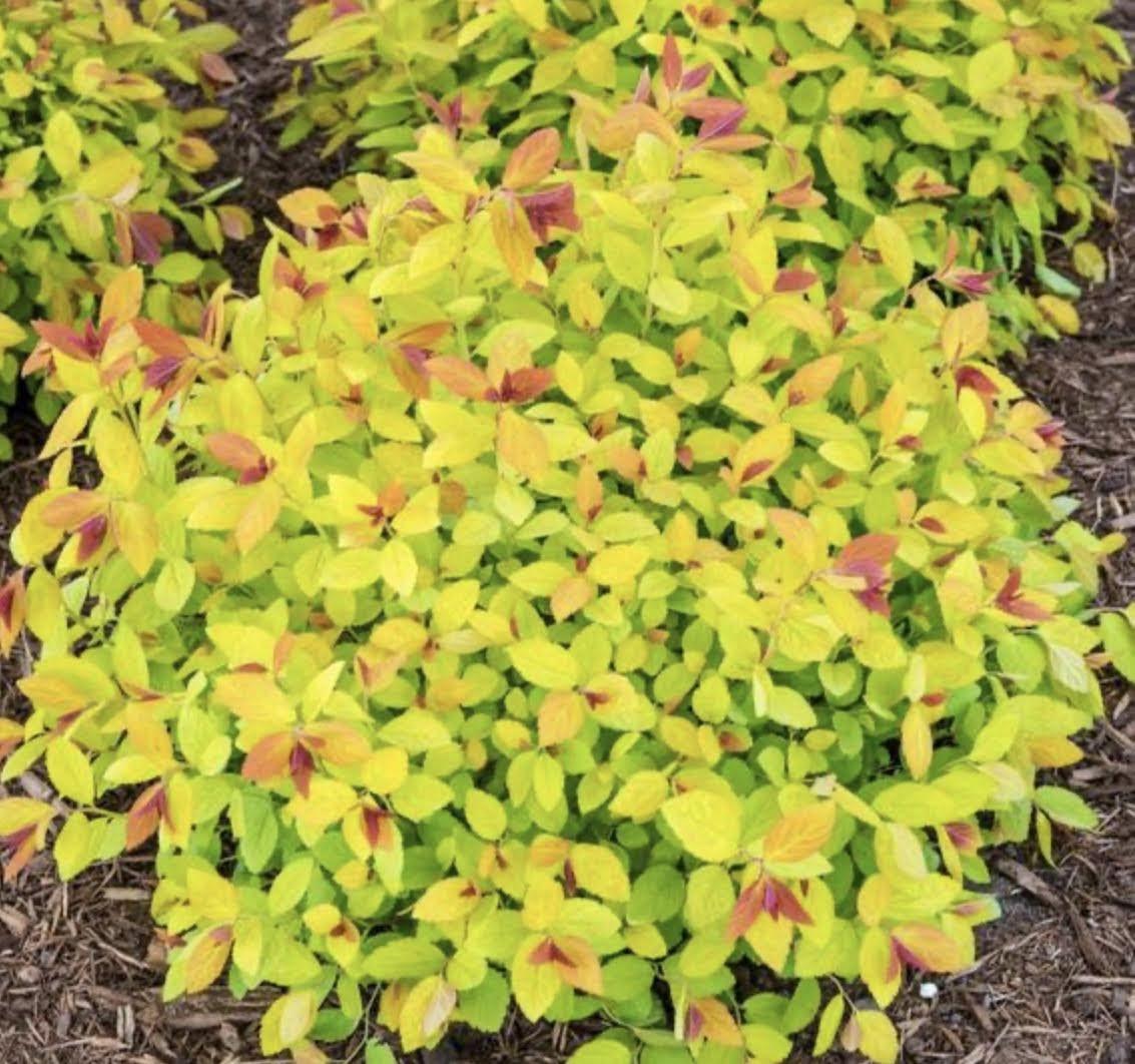 Goldflame spirea