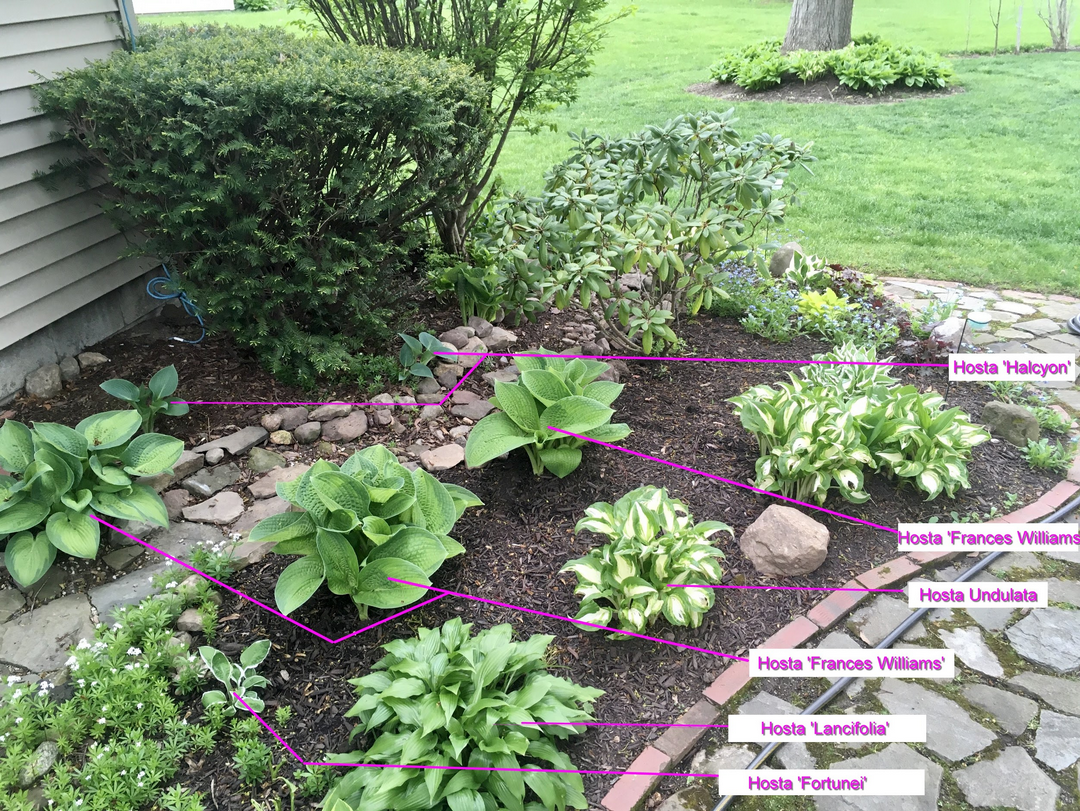 garden bed with lots of hostas