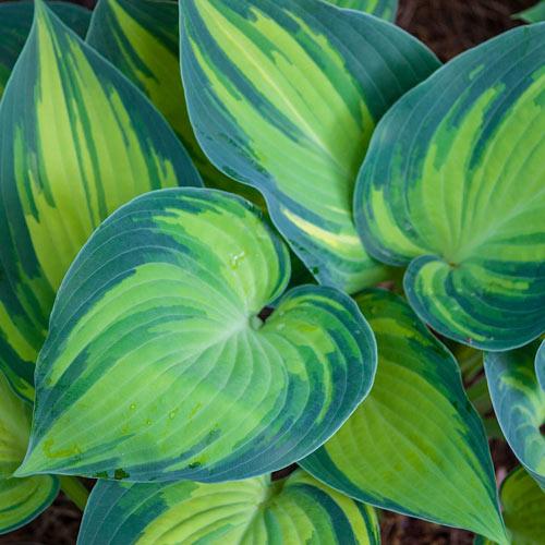 variegated hosta close up