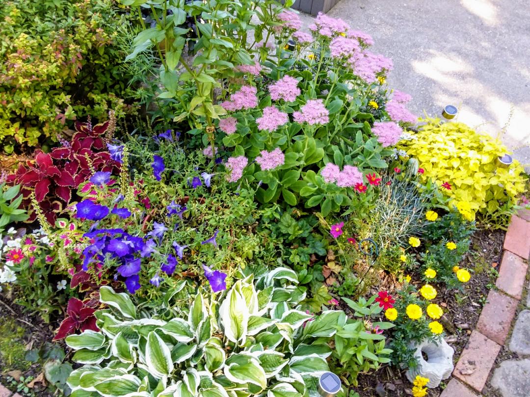 garden bed with lots of different colors