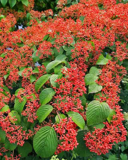 Fall berries on a viburnum