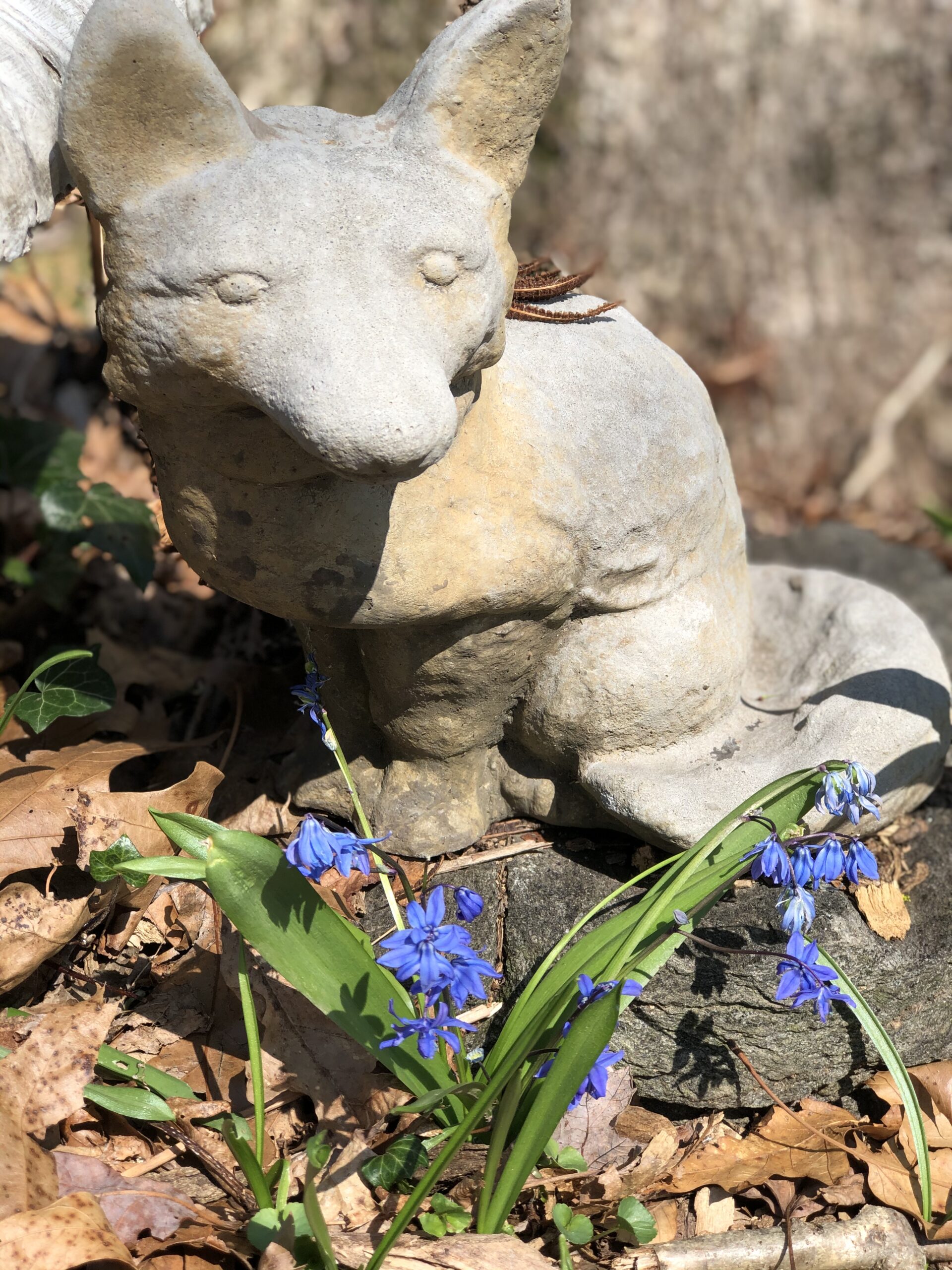 Siberian squill blooming in spring