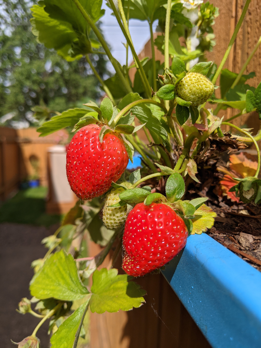 strawberries growing in a window box