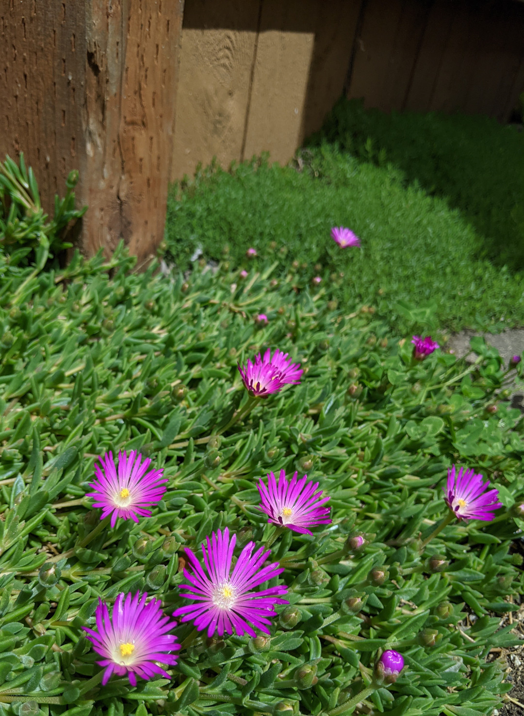 purple ice plant