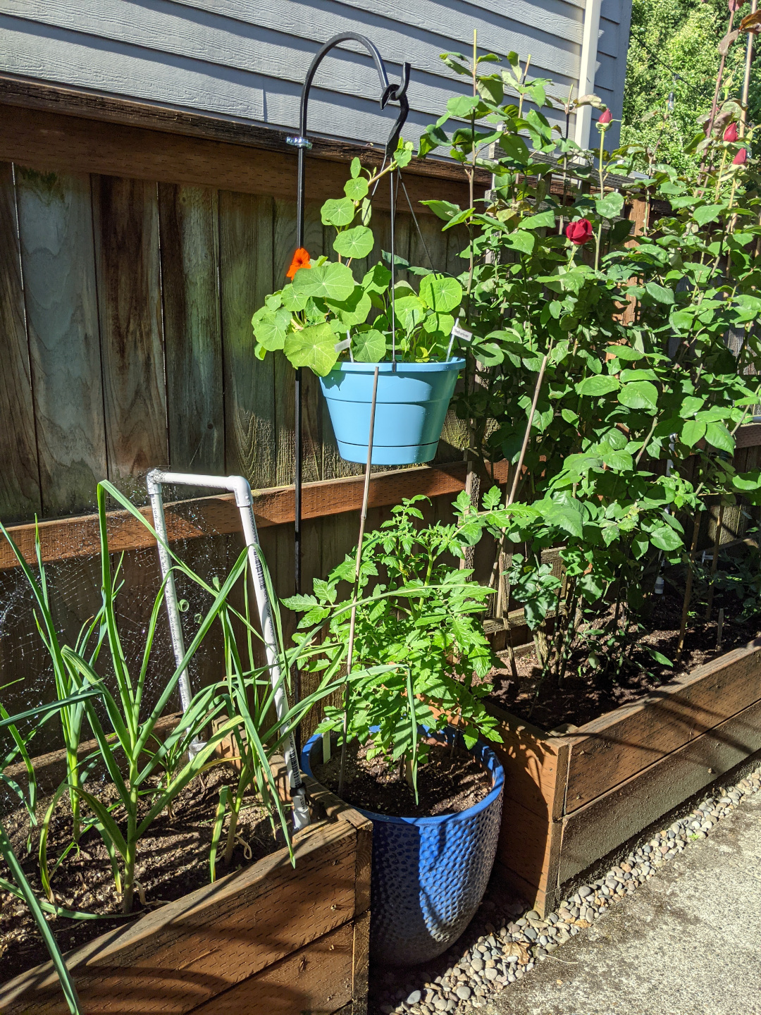 raised bed and container garden