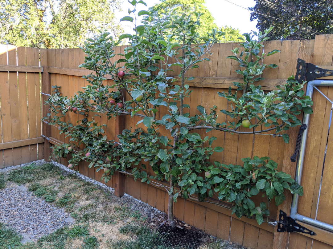 espalier apple tree