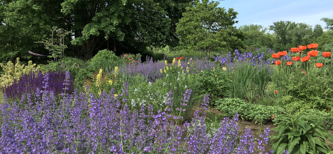 big masses of Nepeta in a large garden