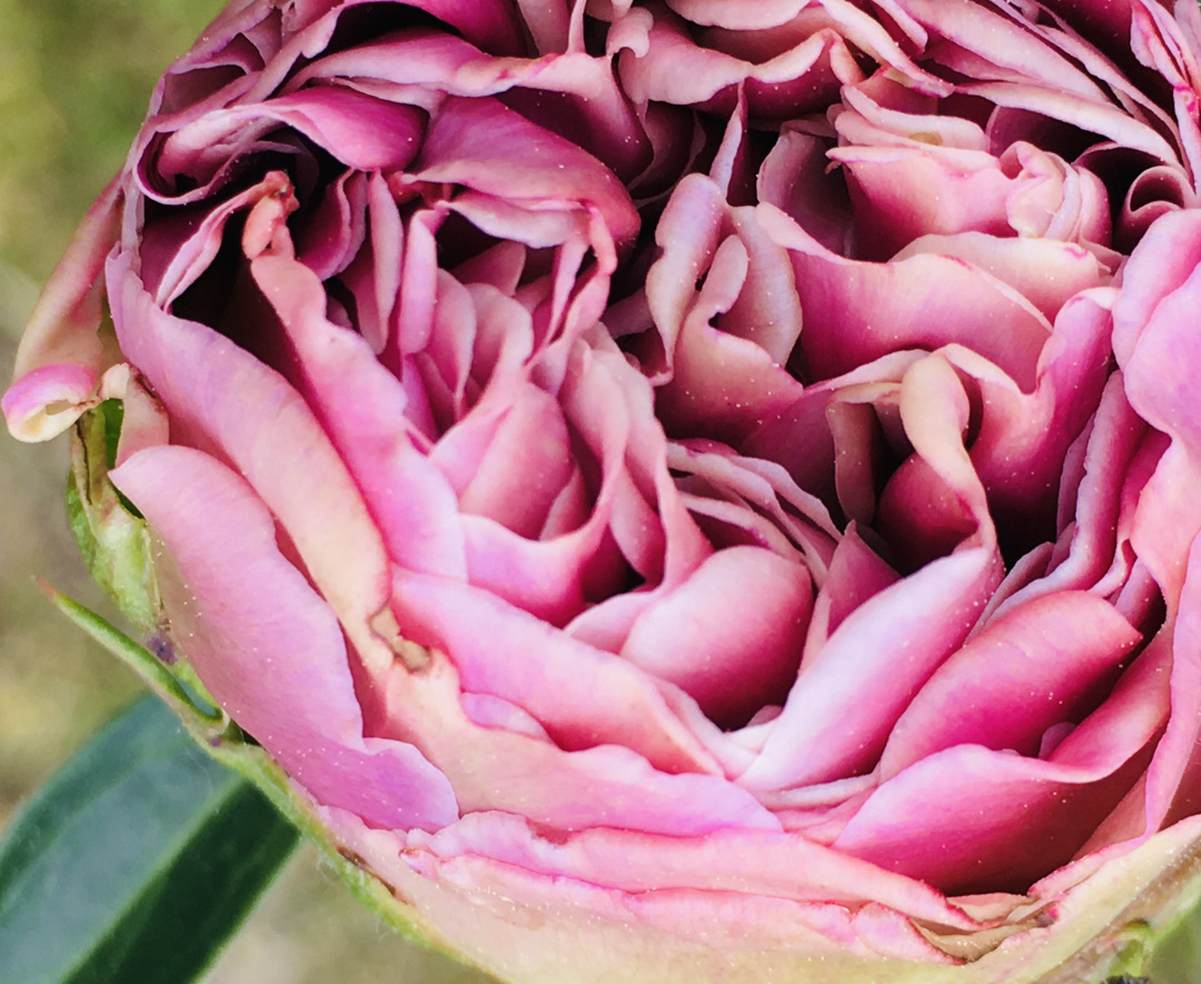 Detail of a peony blossom opening