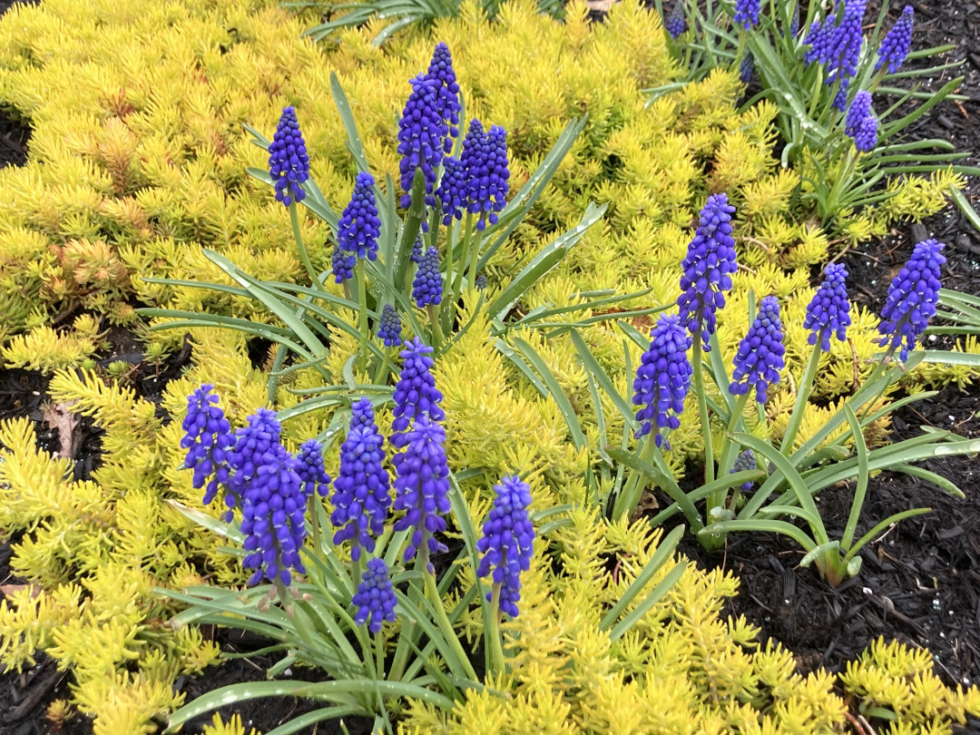 clusters of purple flowers growing out of a mass of bright yellow foliage