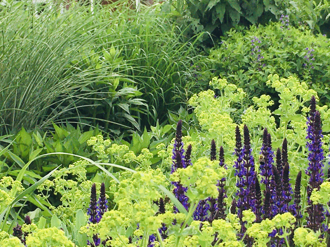 purple salvia with green lady's mantel