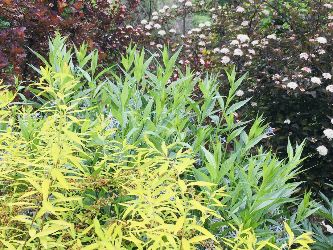 bright foliage with dark foliage