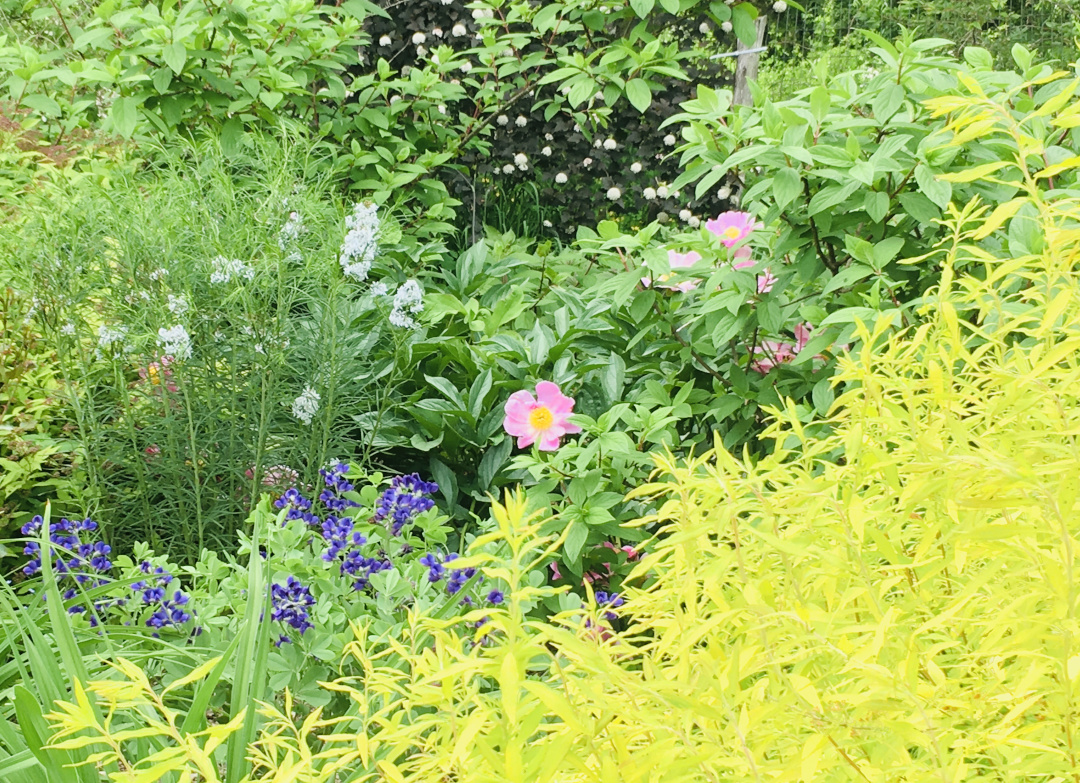 Ogon spirea next to flowers