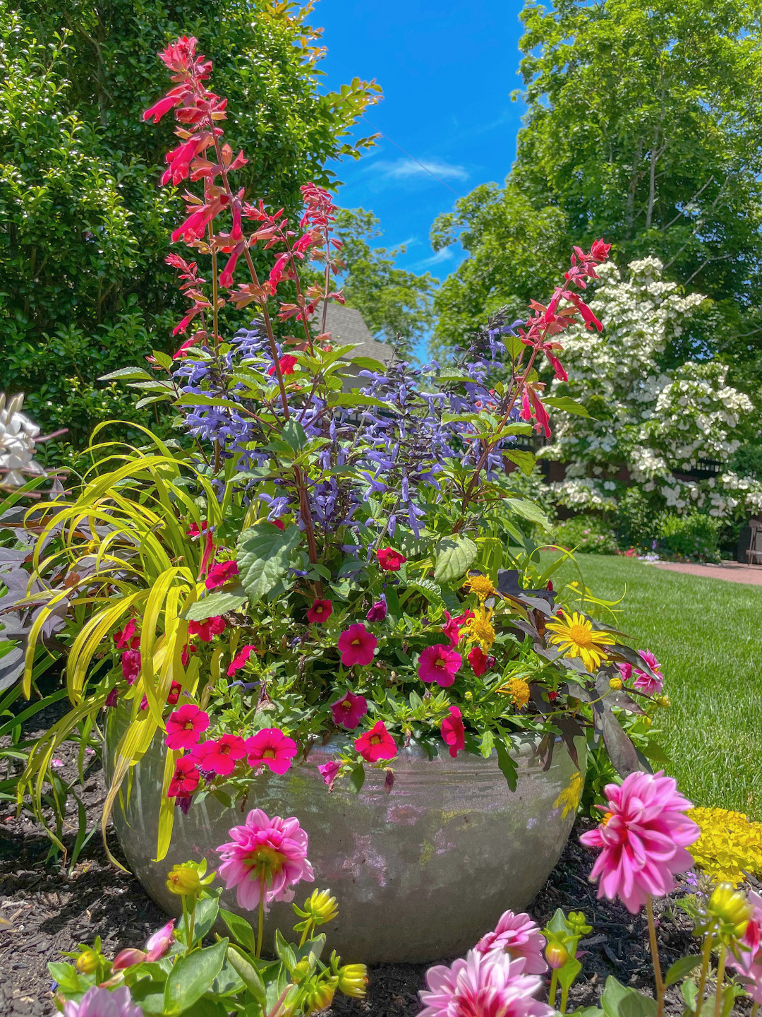 A pot filled with pink and blue flowers