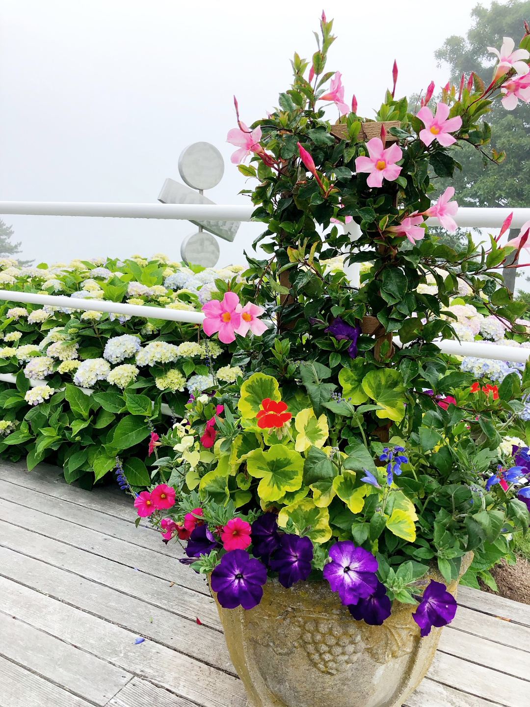 container planted with a pink flowering vine and a geranium with yellow-edged leaves