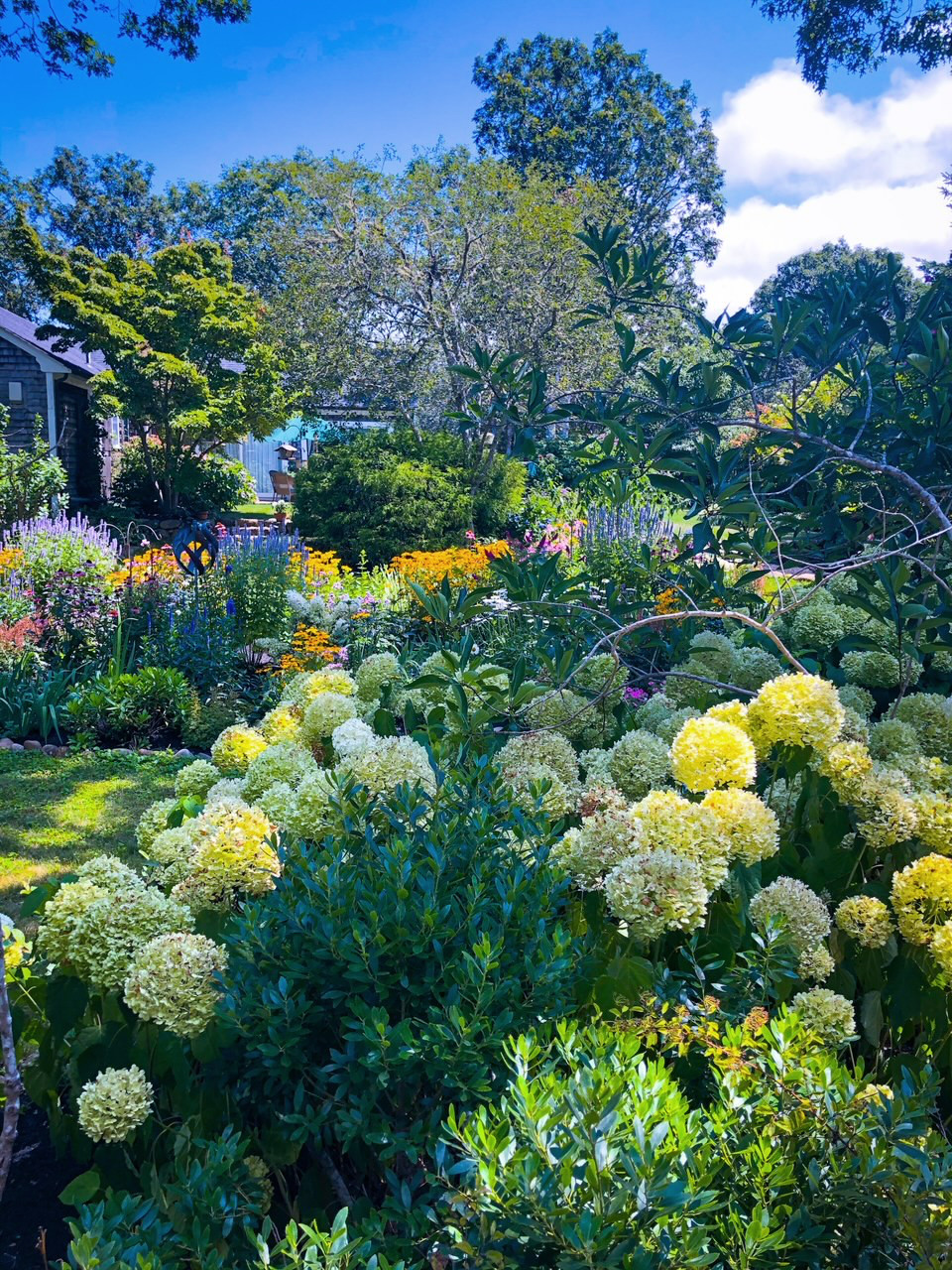 A white hydrangea with a garden behind it