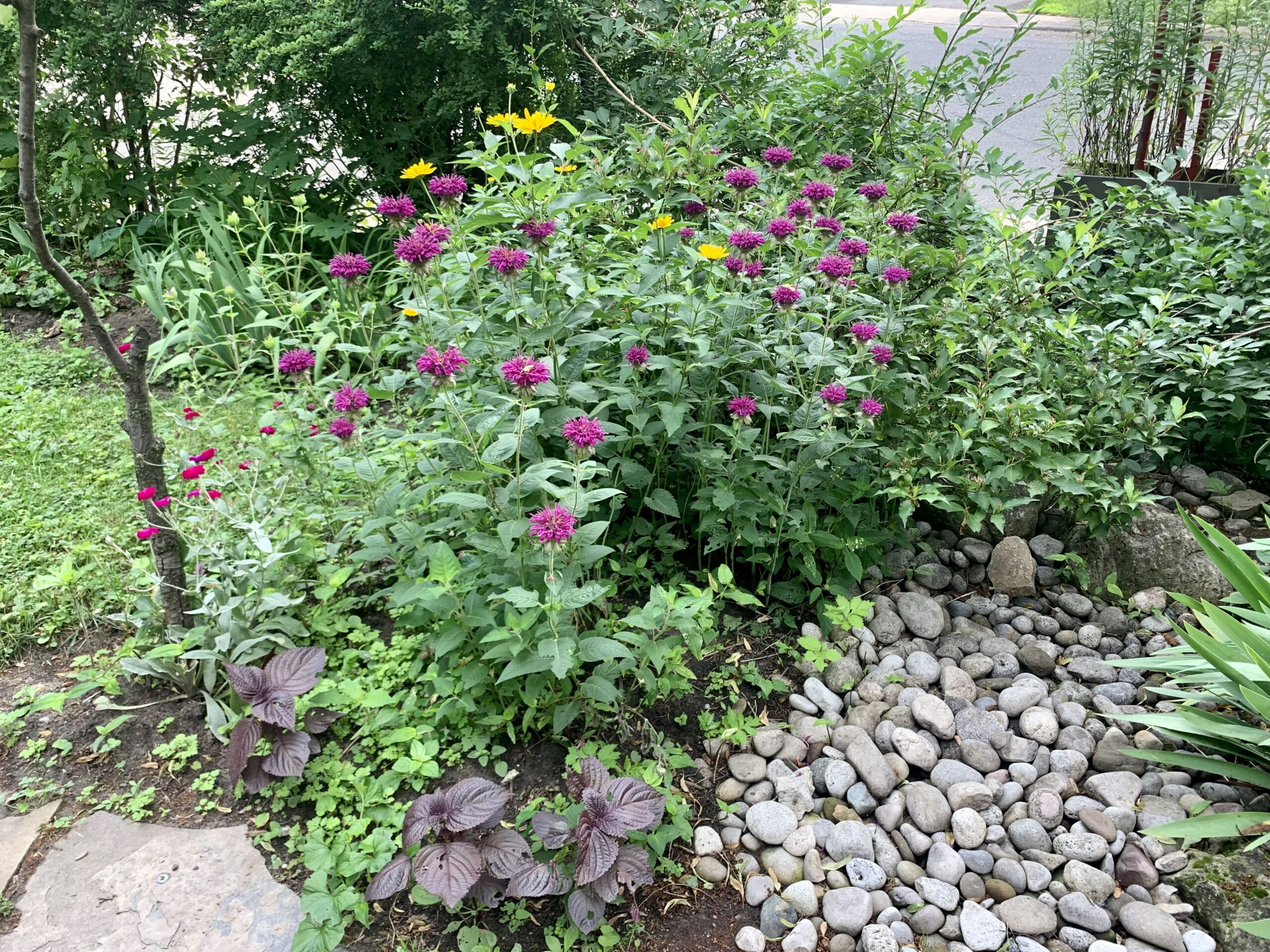 purple bee balm in a garden