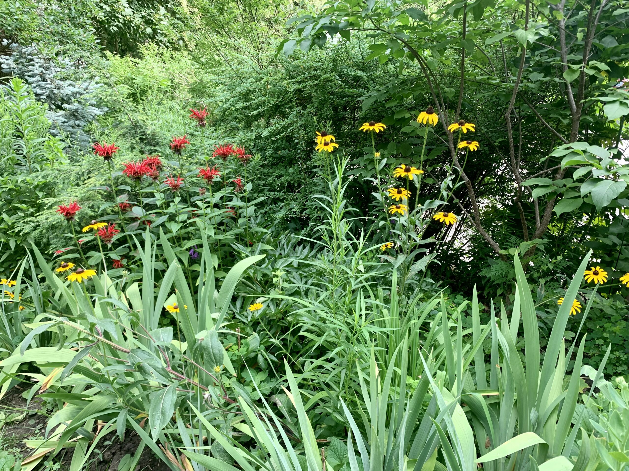 mix of shrubs and perennials