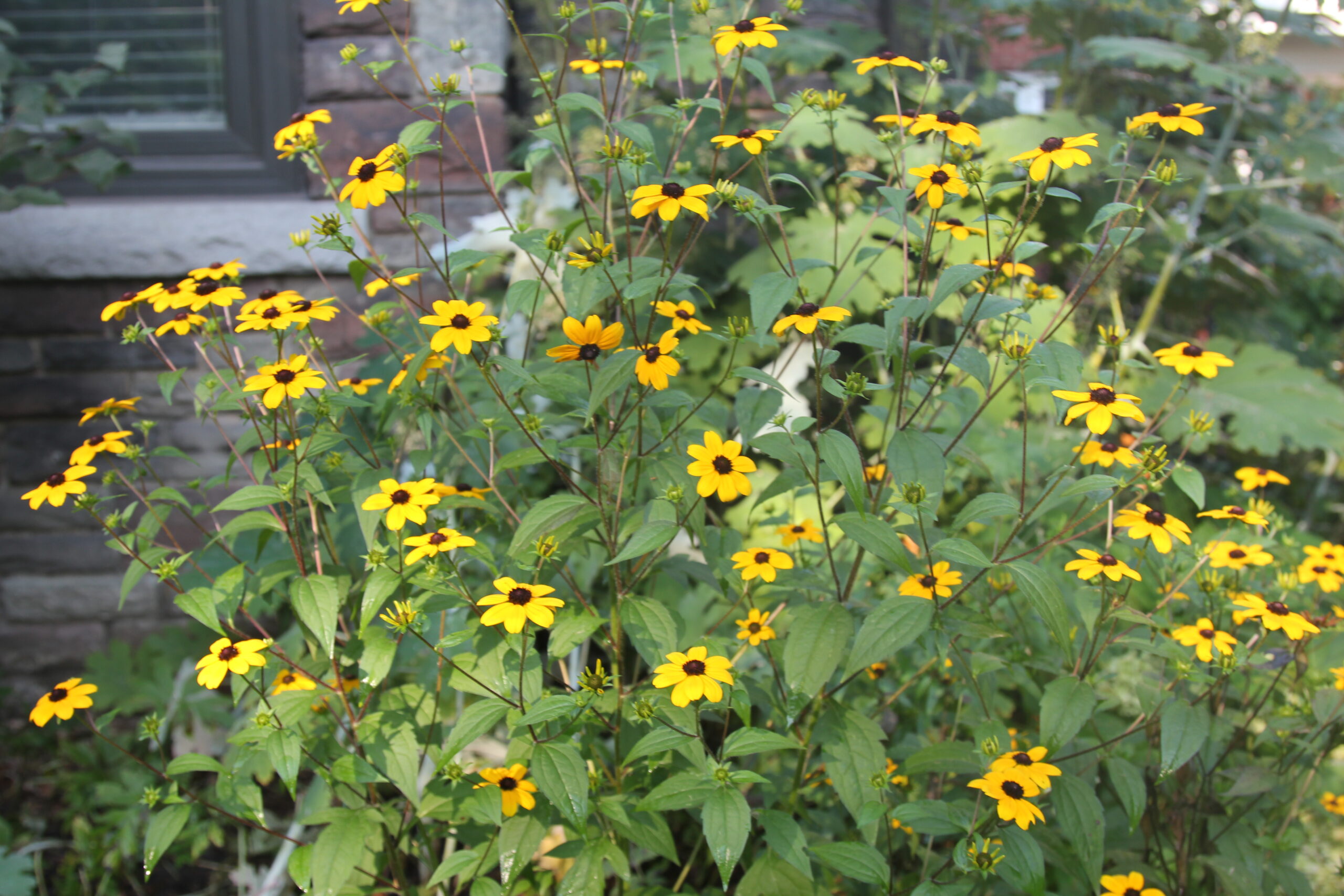 Brown-eyed Susan