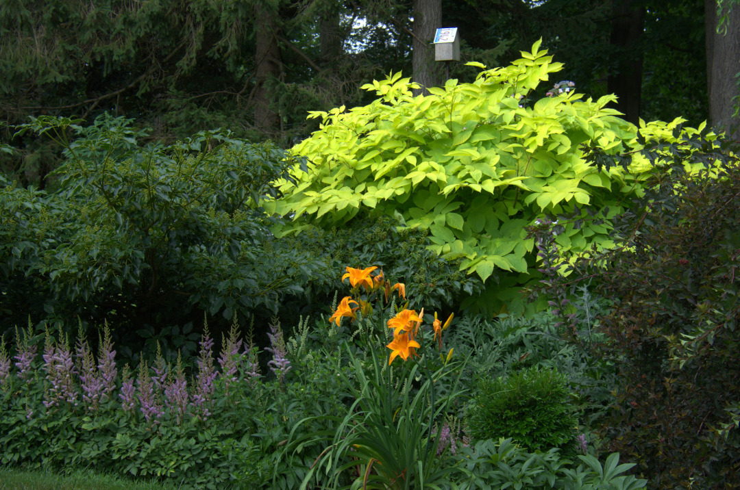 shrub with chartreuse foliage glowing in a dark garden bed