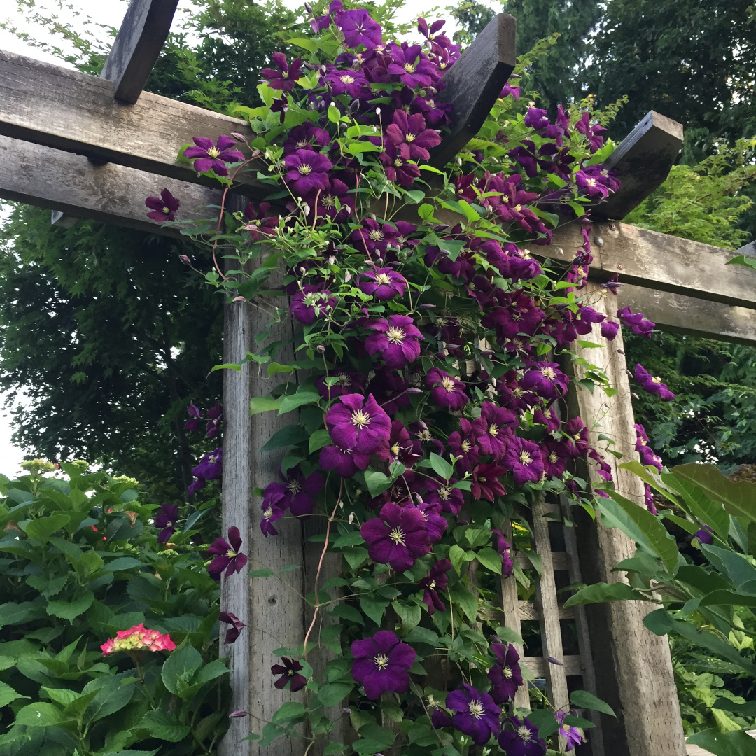 vine with purple flowers