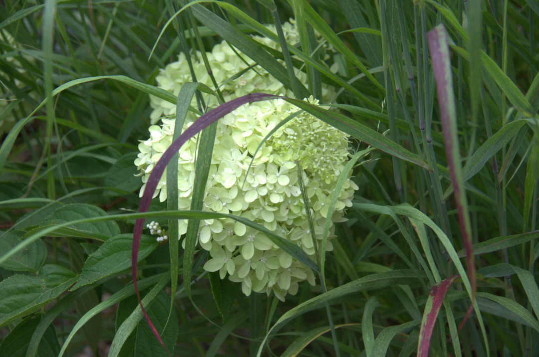 white hydrangea blossom in ornamental grass