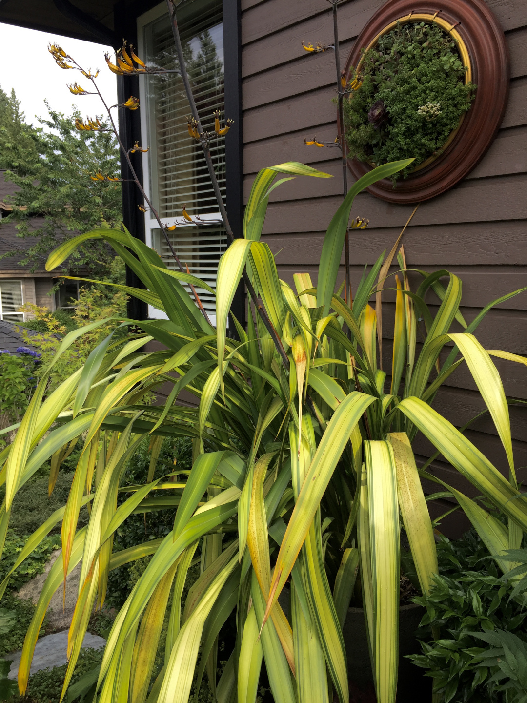 plant with yellow foliage next to house