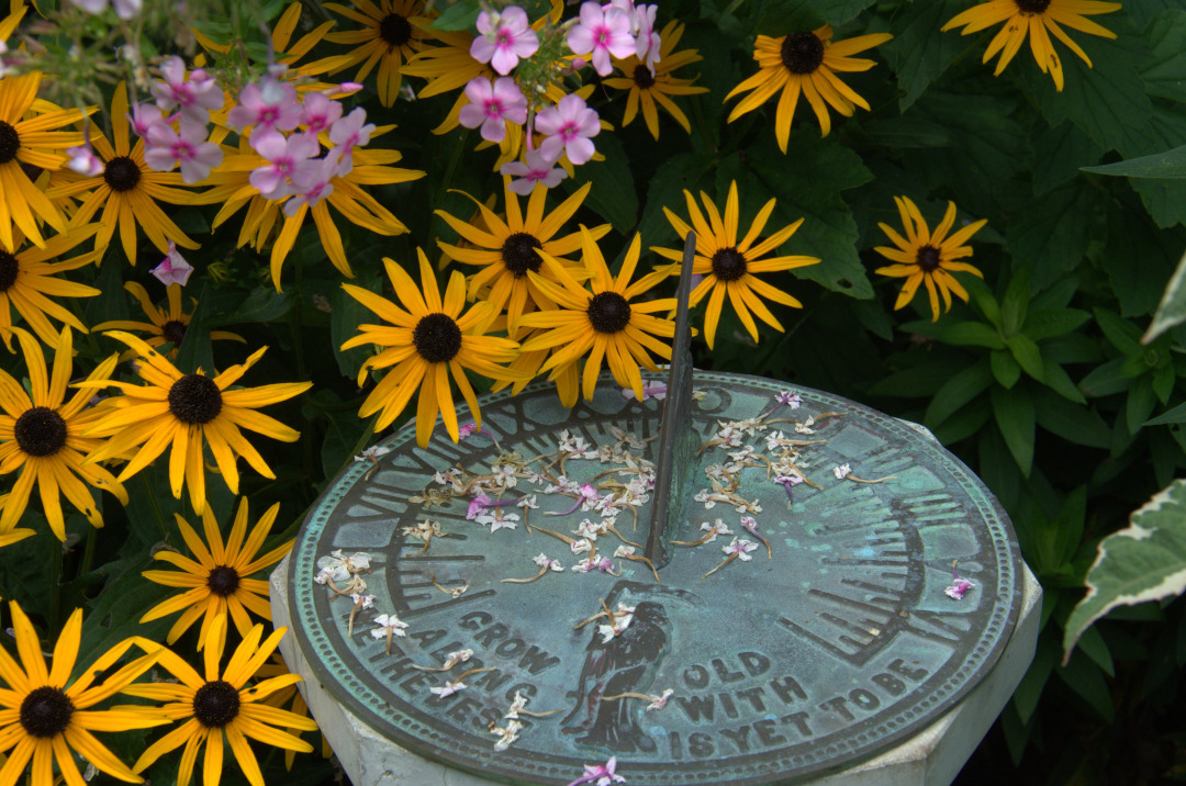 yellow flowers around a sundial