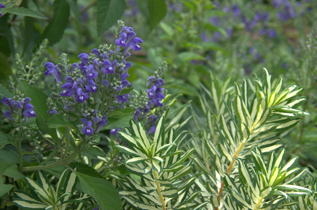 blue flowers next to a plant with variegated foliage