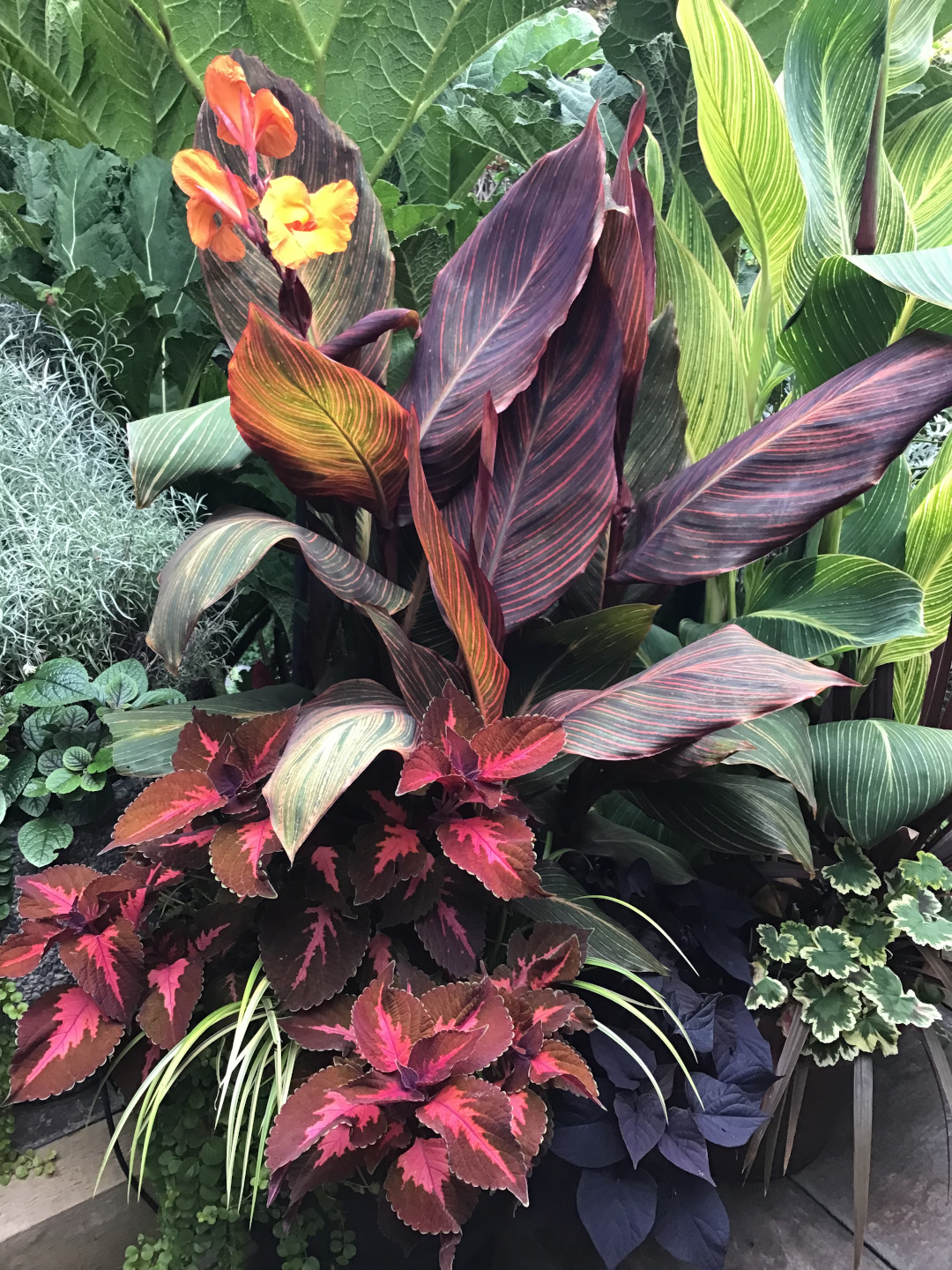 container full of colorful foliage plants