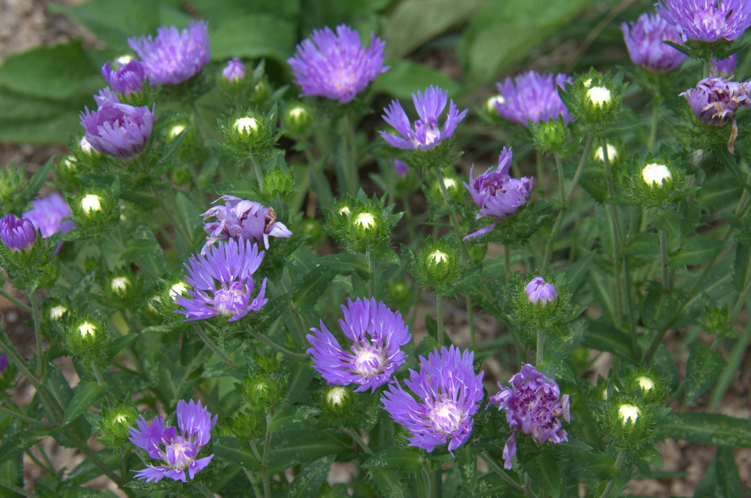 small purple flowers blooming