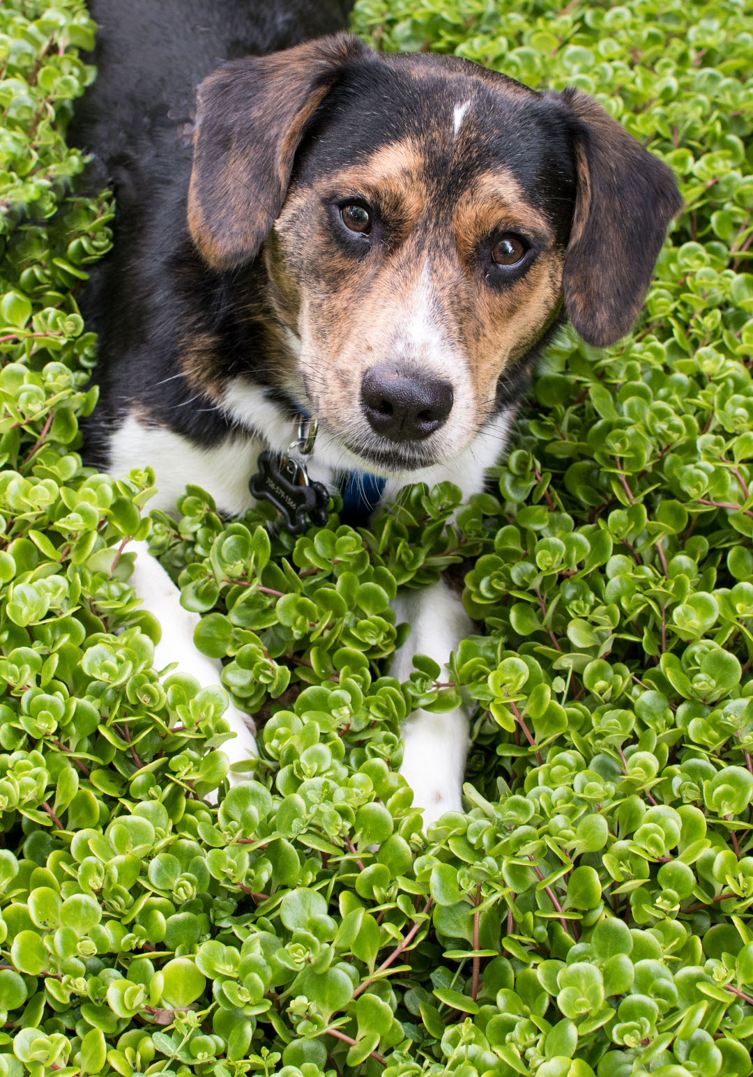 canine companion, Cody!