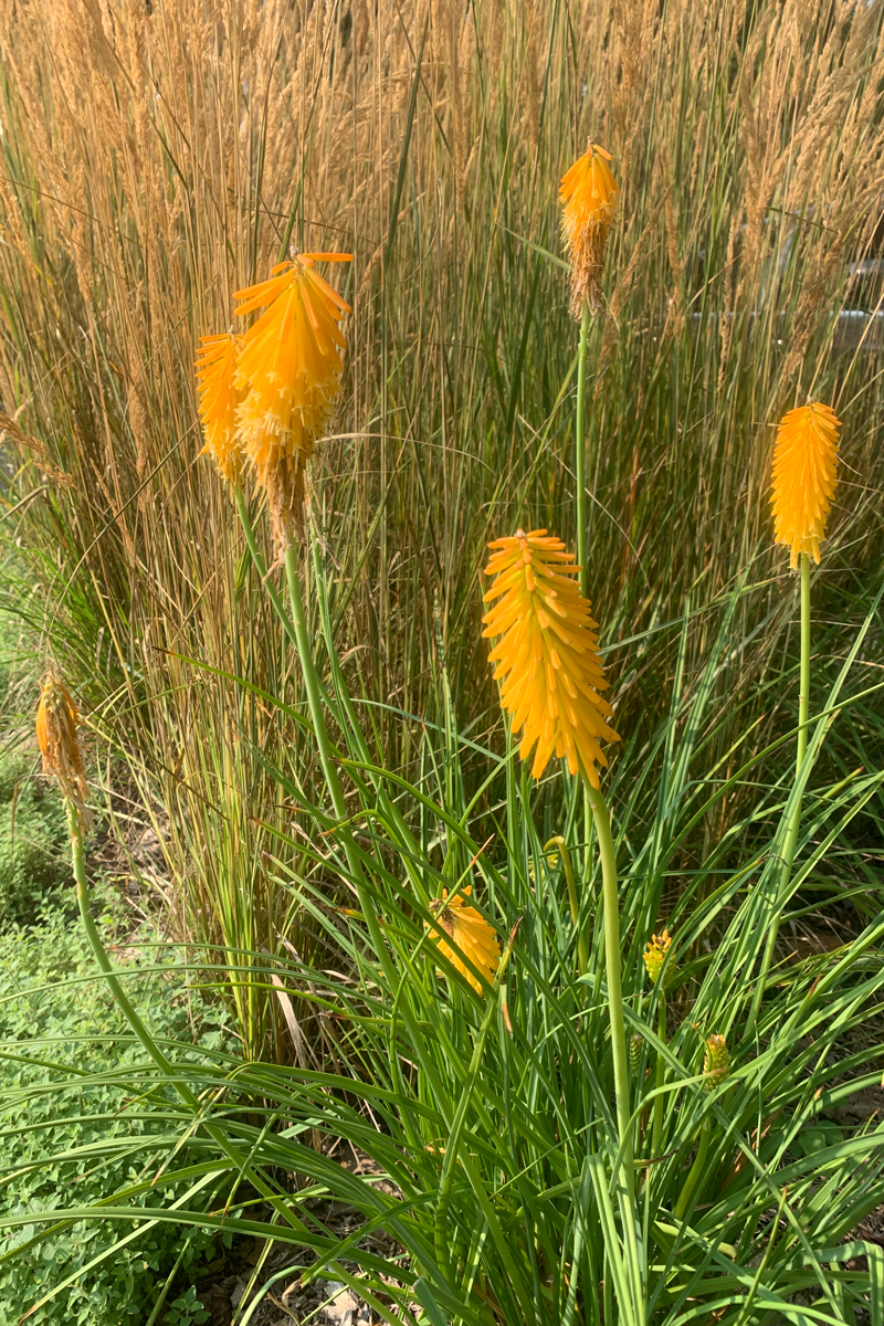 Upgrade: ‘Mango Popsicle’ red-hot poker (credit: Irvin Etienne)