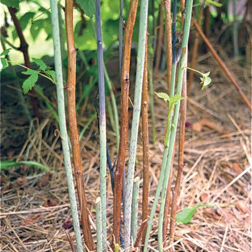 brown and green canes