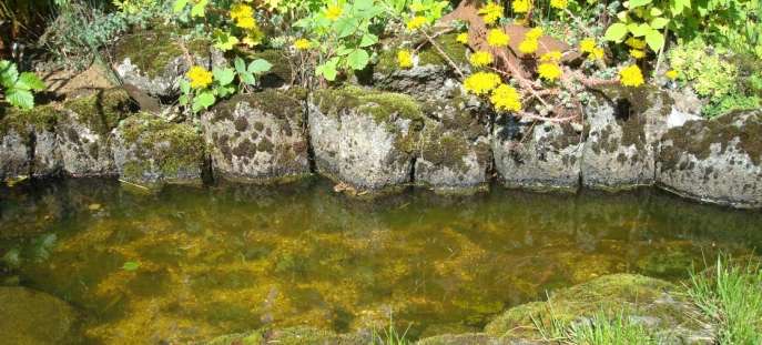 small water pond outlined by rocks