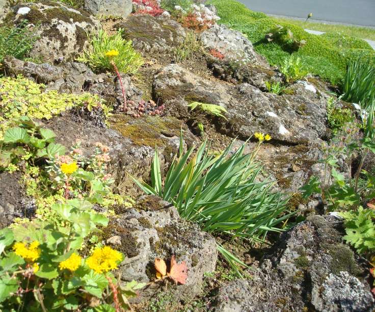 rock slope covered by grass, flowers and moss