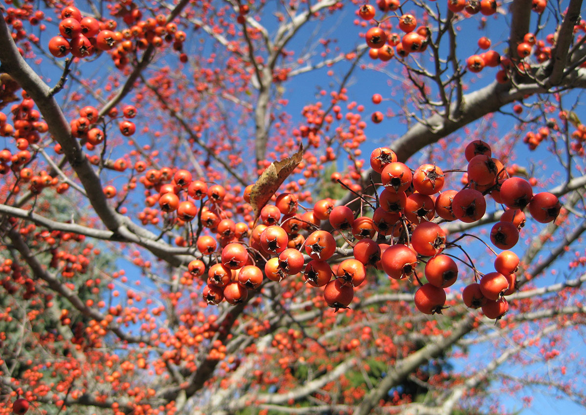 Plants With Colorful Winter Fruit for the Midwest - Fine Gardening