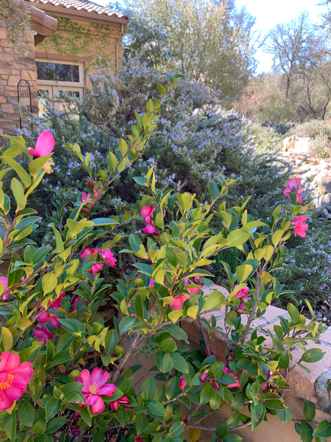 shrub with pink flowers in front of shrub with purple flowers